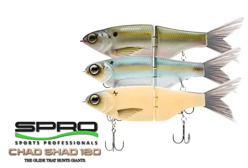 Spro Kgb Chad Shad 180 Jointed Glide Bait 1